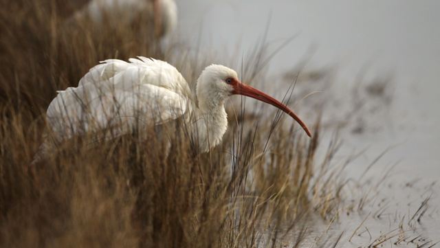 White Ibises